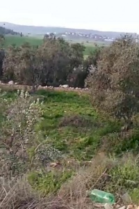 "أمان" يطالب بالتحقيق في ادعاءات الاستيلاء على أراضي الدولة