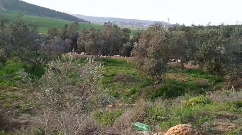 "أمان" يطالب بالتحقيق في ادعاءات الاستيلاء على أراضي الدولة