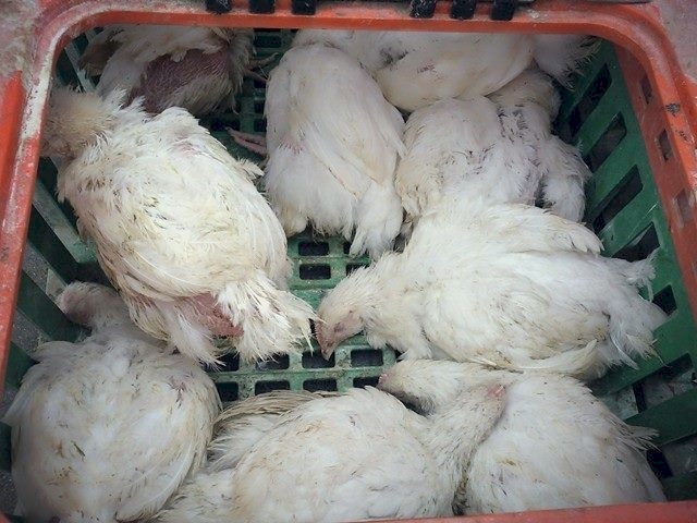 دواجن تحٌمل في أجسادها صيدلية دواء تفتك بالغزيين